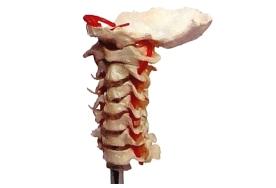Coluna vertebral cervical
