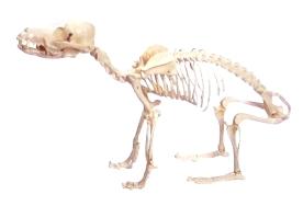 Esqueleto de Cachorro (Resina)