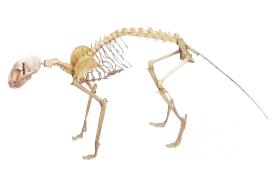 Esqueleto de Gato (Resina)
