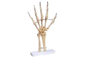 Esqueleto da Mão com Ossos do Punho
