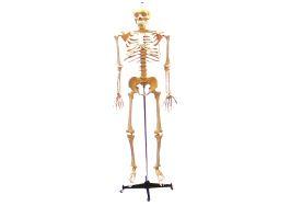 Esqueleto 170 cm padrão com rodas
