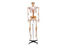 Esqueleto 168 cm flexível com suporte